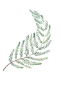 Watercolor - Leaf : Watercolor leaf