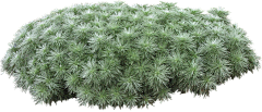 用户hLPXhT2S采集到植物种类