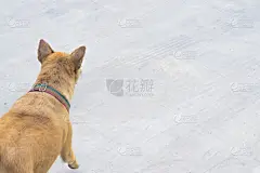 这只狗在奔跑，在街道背景上有模糊的运动。使用壁纸或动物图像的背景。