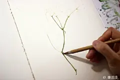 跃然纸上的唯美满天星手绘插画图片