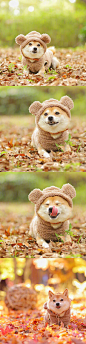 柴犬的写真，可爱到爆！！！ ​​​​