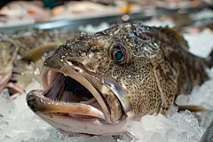 海产品食材鳕鱼食物