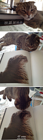 猫确实有灵性。这么多书，这只猫只对这本《郑亚旗摄影》情有独钟。原来我没弄明白是怎么回事，后来恍然大悟：这本书里有它的照片。翻看有它照片的那页，它表现得比较自恋。