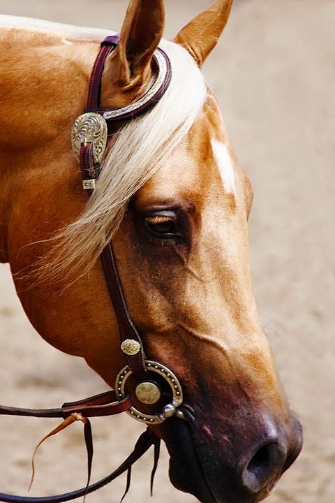 Azteca horse Pura Ra...