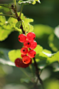 berries-4291784_1280