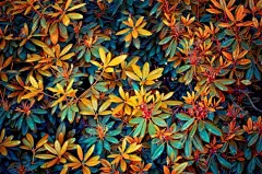 瑞典摄影师Leonard Gren作品欣赏