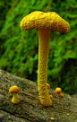 Golden-scruffy Collybia Mushrooms (Cyptotrama asprata) ~ By  Dan Molter