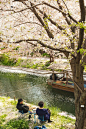 櫻花樹下·溪流旁