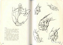 若玉插画采集到伯里曼人体结构
