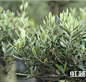 油橄榄 高端绿化首选 1加仑/2加仑 容器苗-淘宝网
