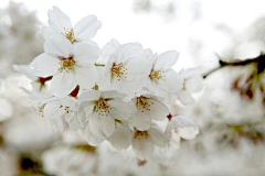 御手✿霖采集到花草