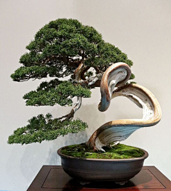 ME花草园艺采集到盆景/大/中/小/微