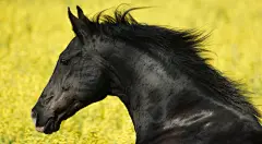 高清晰奔跑黑色骏马壁纸图片