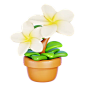 Plumeria  3D Icon