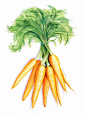 82张蔬菜水果彩铅画图片素材 蔬菜水果彩铅画高清图片_www.youyix.com