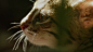 BBC的新系列节目《野生猫科动物》发布片段，来认识世界上最小的猫——锈斑豹猫。探索他身处的斯里兰卡森林，他的好奇心也会使其陷入困境。共三集，下周四播出第一集。 L守望好莱坞的秒拍视频 ​​​​