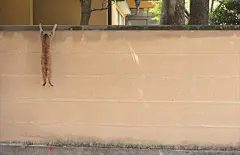 日本的一本猫咪写真集《拼了老命的猫咪们》（必死すぎるネコ），从这些都能当表情包的样子来看是真的拼了老命了 ​​​​