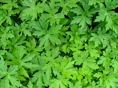 美丽的天竺葵掌状叶的中性抽象花背景