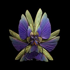 【法国摄影师Seb Janiak的作品 —— 蝶变花】
法国摄影师Seb Janiak将收集到的昆虫标本的翅膀作为花瓣，摆放出美丽、对称的鲜花造型，恍如虫儿的涅槃重生，有时你甚至以为见到了真正的稀世奇花！