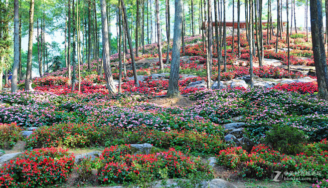 林下花海秋海棠