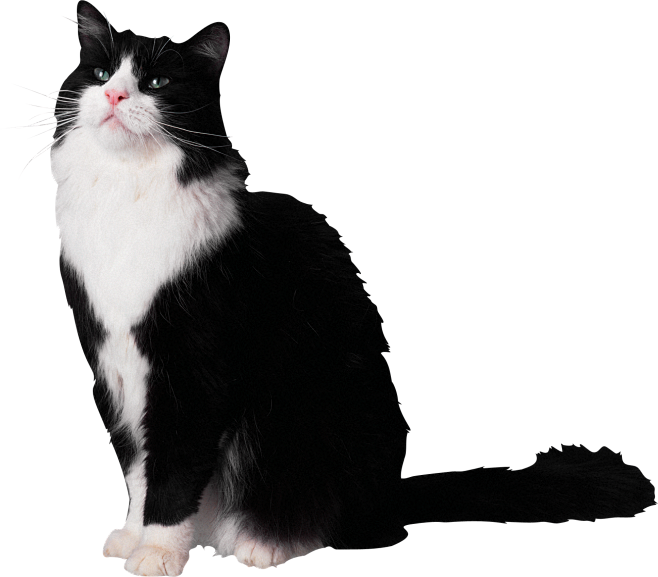 猫PNG