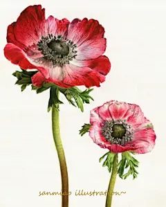 水彩--银莲花 - 高清图片，堆糖，美图壁纸兴趣社区