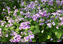 Amiaoer采集到植物志