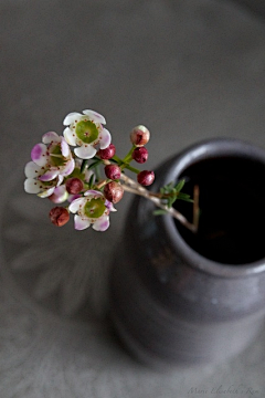 茶茶眉紋畫采集到神的后花园