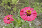 Zinnia线虫花