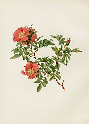 Ellen Willmott Rose ...