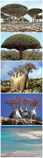 索科特拉岛   這些樹真的太奇妙了。
