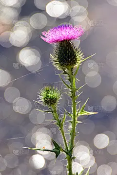 蓟花文摘