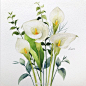 小清新水彩花卉绿植 插画师：Kate Kyehyun Park : 小清新水彩花卉绿植 插画师：Kate Kyehyun Park ​ ​​​​小清新水彩花卉绿植 插画师：Kate Kyehyun Park ...