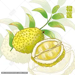 手绘榴莲插画