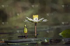 南非克鲁格国家公园的白睡莲