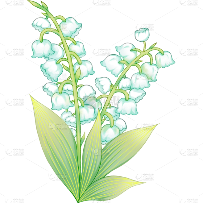 植物清新插画铃兰花朵元素素材