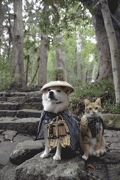 这对来自日本的猫狗组合跑遍了日本各地，狗...