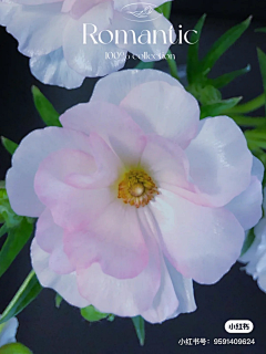 云淡风轻fanyun采集到洋甘菊