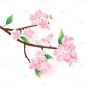 手绘粉色水彩樱花花卉植物元素9