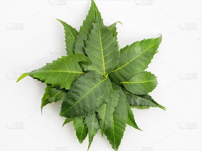 印楝叶孤立在白色背景上，印楝叶，药用印楝叶