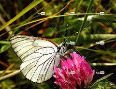 蝴蝶 花卉背景 昆虫 自然 美丽的花朵 花 花壁纸 翅膀 春天