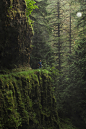 tolandtwopointo:

treesonthehill:

I used to live here, in these woods, a long time ago when I was just a happy spirit.

best hike in Oregon

Where