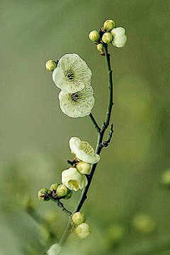 jiejieの采集到花草植物背景