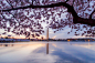National Cherry Blossom : Washington Monument by Earp Indradat on 500px