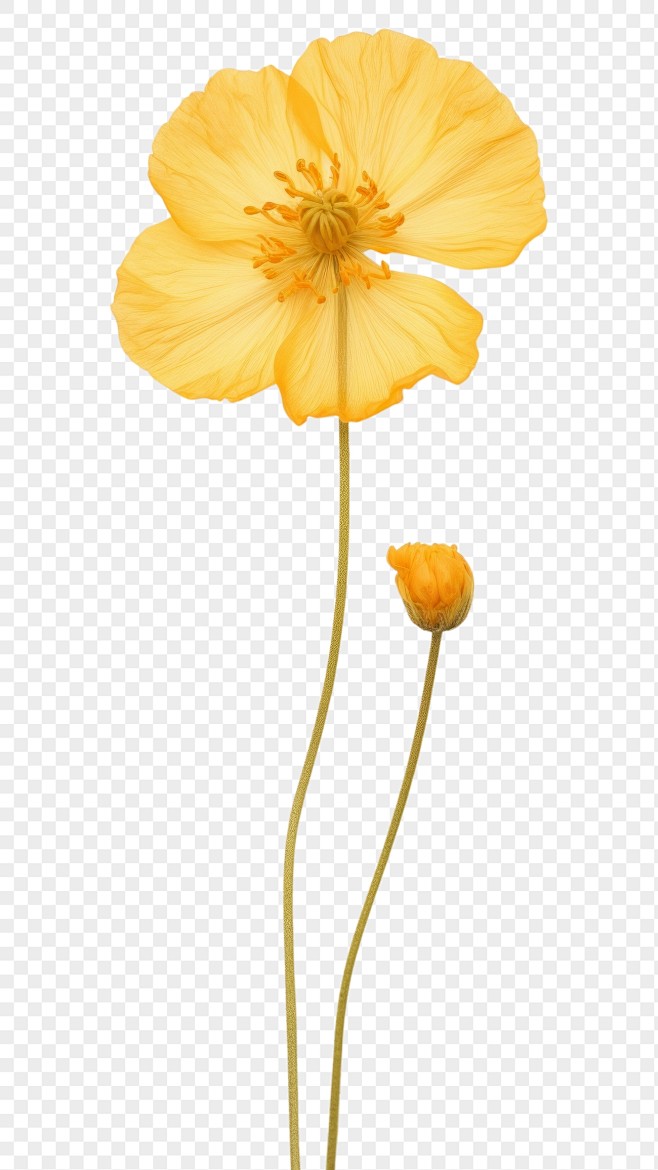 PNG Pressed buttercu...
