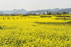 设计无界采集到花海景观