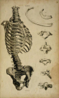 spectacularuniverse:  From ‘A System of Anatomical Plates’ by By John Lizars, 1822.