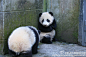大熊猫萌照：别…别过来…宝宝会功夫哒跟你讲！