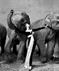 Richard Avedon “Dovima with Elephants” (1955) $1,151,976

同上一幅作品一样，经典还是经典。经典就意味着昂贵，也意味着价格里没有太多的水分。