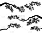 pine tree long branches vector silhouette